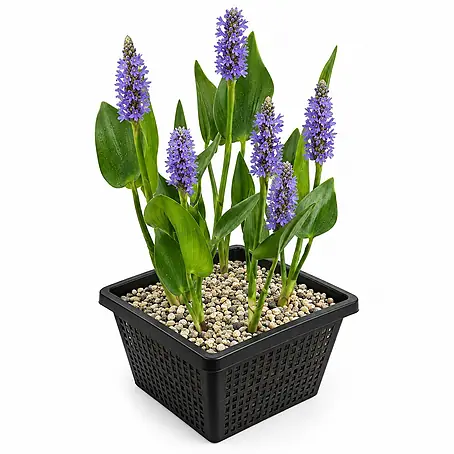 Vdvelde Hechtkraut Pontederia Cordata Teichpflanze - 4 Pflanzen Set mit Korb & Substrat