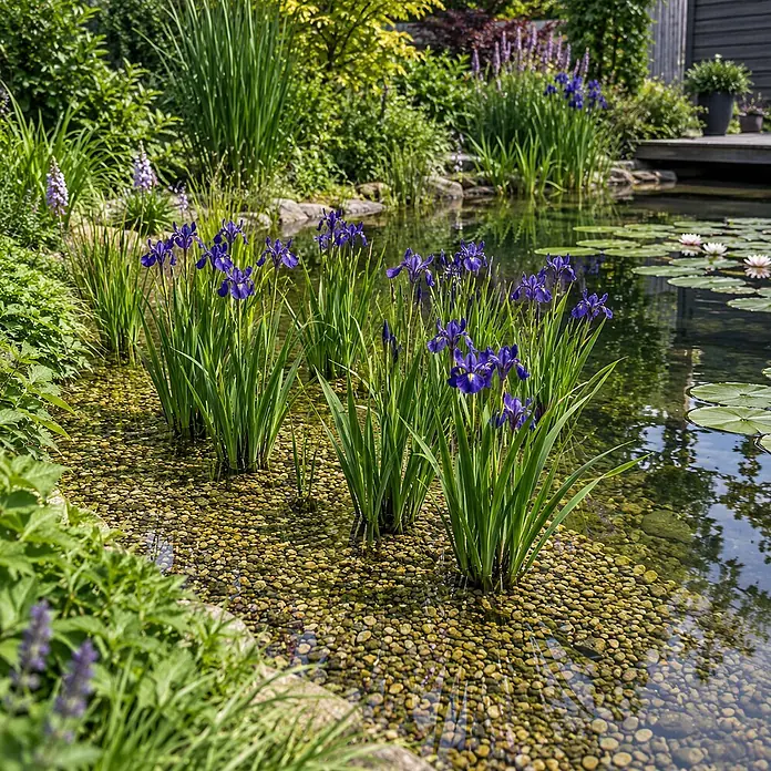 Vdvelde Blaue Sumpf-Schwertlilie Iris Kaempferi Teich - 4 Pflanzen mit Korb & Substrat -  - Leuchtend violette Schwertlilien wachsen in Reihen in einem klaren Gartenteich mit Kieselsteinen und Seerosen.