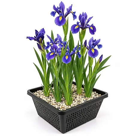 Vdvelde Blaue Sumpf-Schwertlilie Iris Kaempferi Teich - 4 Pflanzen mit Korb & Substrat