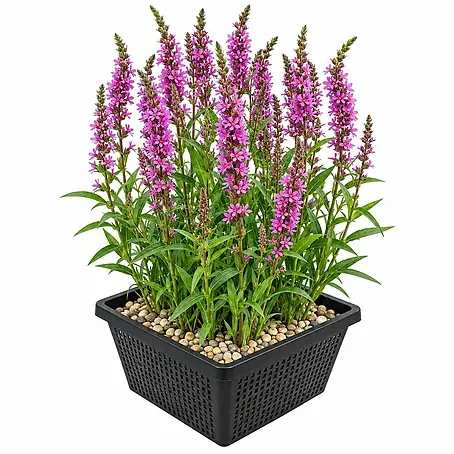 Vdvelde Blutweiderich Lythrum Salicaria Teichpflanze - 4 Pflanzen mit Korb & Substrat