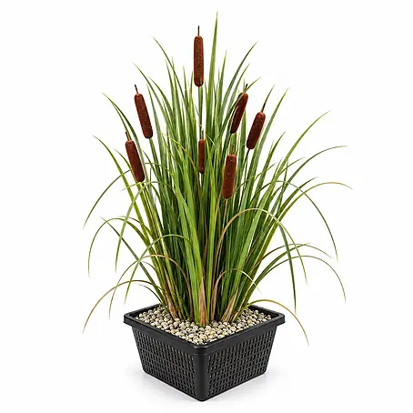 Vdvelde Rohrkolben Typha Latifolia Teichpflanze - 4 Pflanzen Set mit Korb & Substrat