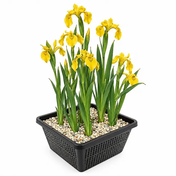 Vdvelde Gelbe Schwertlilie Iris Pseudacorus Teich - 4 Pflanzen Set mit Korb & Substrat -  - Blühende gelbe Schwertlilien in einem schwarzen quadratischen Teichkorb mit Kieselsteinen.