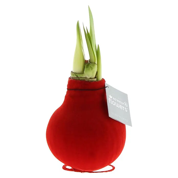 Piardino Amaryllis No Water Flowers Velvet Touchz® - Hippeastrum, Farbe Arrangement: Rot, Blütenfarbe: Rot - Rote Samt 'No Water Flowers' Blumenzwiebel mit grünen Trieben und Produktetikett.