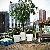 Elho Loft Urban Posuda za biljke (Ø x V: 50 x 44,2 cm, Bijelo, S kotačima Easy to move)