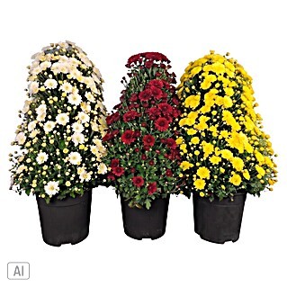 Piardino Herbst-Chrysantheme (Dendranthema Hybride Pyramide, Topfgröße: 21 cm, Verschiedene Fraben)