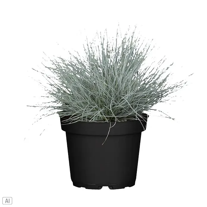 Piardino Pflanzen-Mix Silber-Sortiment - Herbstschönheiten, Topfgröße: 12 cm - Topf-Silberhaargras in einem schwarzen Kunststofftopf.