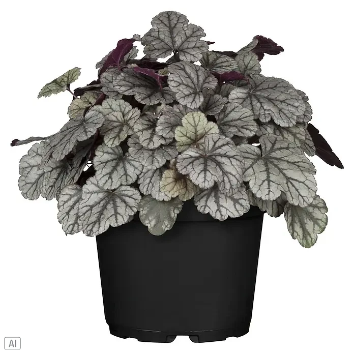 Piardino Pflanzen-Mix Silber-Sortiment - Herbstschönheiten, Topfgröße: 12 cm - Topfpflanze mit silbergrauen und violetten, geäderten Blättern in einem schwarzen Topf.