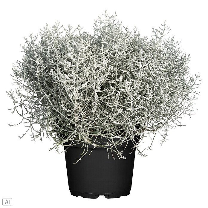 Piardino Silberblatt Drahtpflanze (Calocephalus browni, Topfgröße: 26 cm) | BAUHAUS