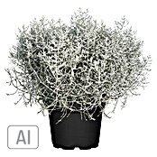Piardino Silberblatt Drahtpflanze (Calocephalus browni, Topfgröße: 26 cm) | BAUHAUS