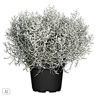 Piardino Silberblatt Drahtpflanze (Calocephalus browni, Topfgröße: 26 cm)