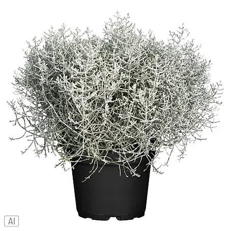 Piardino  Silberblatt Drahtpflanze