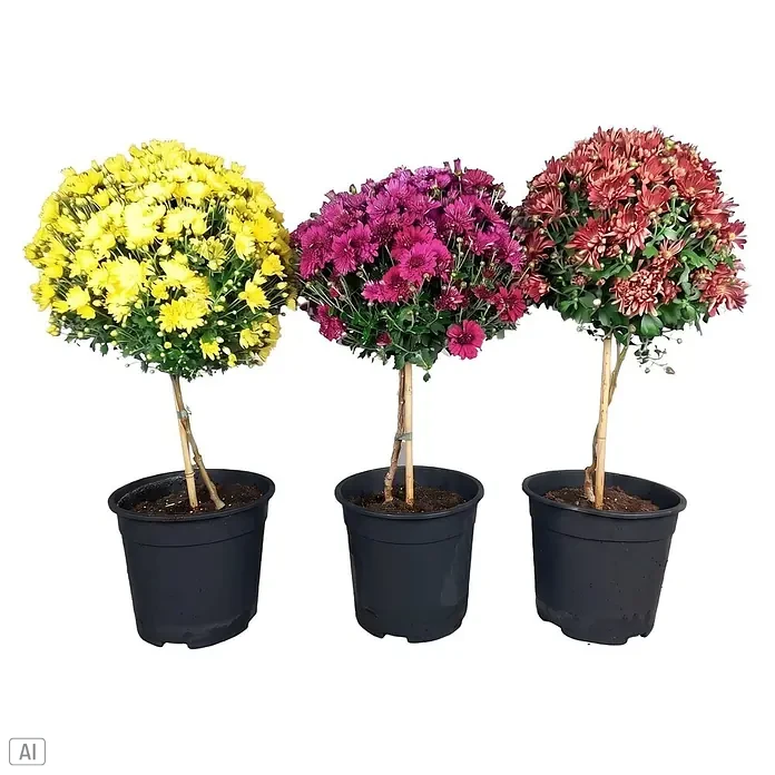 Piardino Herbst-Chrysantheme - Dendranthema indicum Stamm, Topfgröße: 21 cm, Verschiedene Fraben - Drei getopfte Kugelchrysanthemen in Gelb, Lila und Rot, in schwarzen Töpfen.