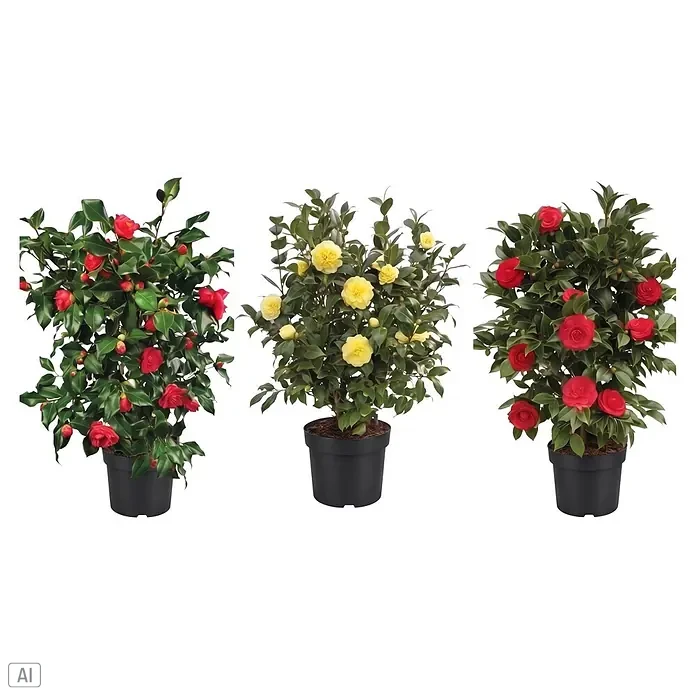 Piardino Japanische Kamelie - Camellia japonica in Sorten, Topfgröße: 26 cm, Blütenfarbe: Verschiedene Farben - Drei getopfte Kamelienpflanzen mit leuchtend roten und gelben Blüten in schwarzen Töpfen.