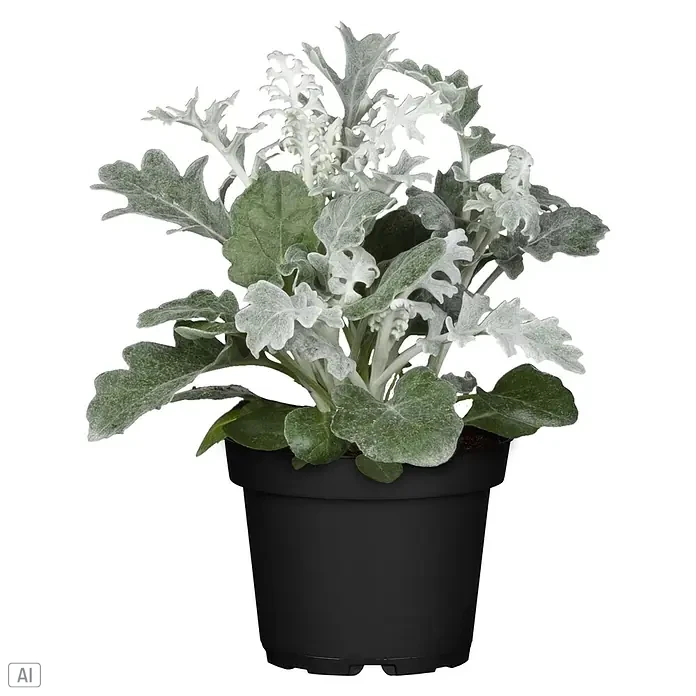 Piardino Pflanzen-Mix Silber-Sortiment - Herbstschönheiten, Topfgröße: 12 cm - Eine silbrig-grüne Topfpflanze mit strukturierten Blättern in einem schwarzen Plastiktopf.