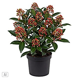 Chinesische Skimmie (Skimmia japonica subsp. reevesiana, Topfgröße: 17 cm)