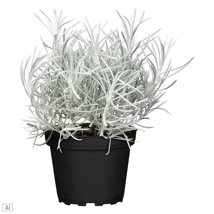 Piardino Pflanzen-Mix Silber-Sortiment - Herbstschönheiten, Topfgröße: 12 cm - Silberblättrige Pflanze in einem schwarzen Kunststofftopf.