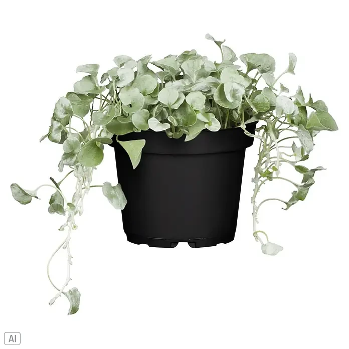 Piardino Pflanzen-Mix Silber-Sortiment - Herbstschönheiten, Topfgröße: 12 cm - Hängende Pflanze mit hellgrünen Blättern im schwarzen Topf.