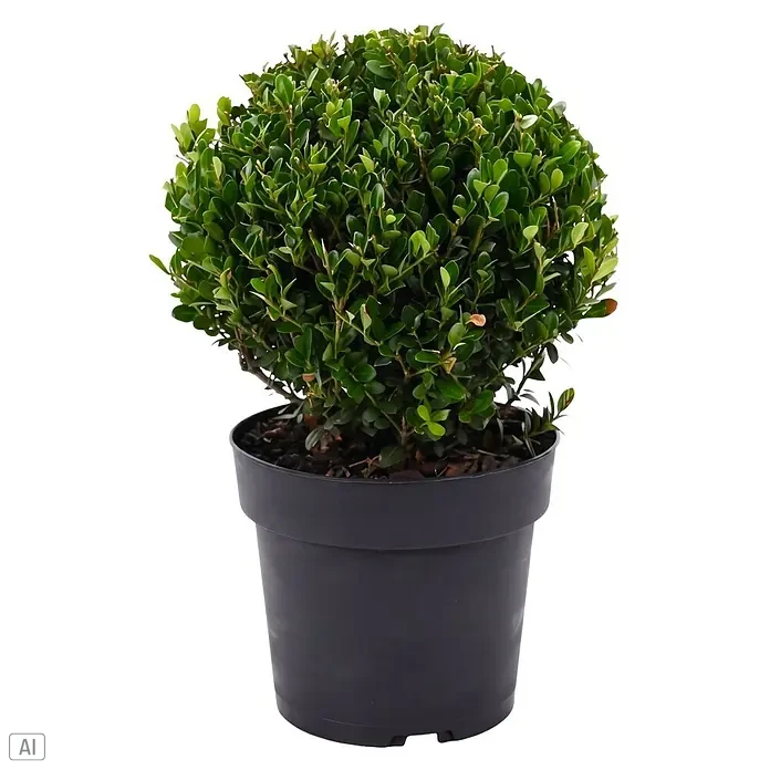 Piardino Japan-Stechpalme Kugel - Ilex crenata 'Jenny', Topfgröße: 17 cm - Ein kleiner, runder grüner Buchsbaum im schwarzen Kunststofftopf.