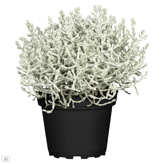 Piardino Pflanzen-Mix Silber-Sortiment - Herbstschönheiten, Topfgröße: 12 cm - Silberweißes, verzweigtes Blätterwerk in schwarzem Kunststofftopf.