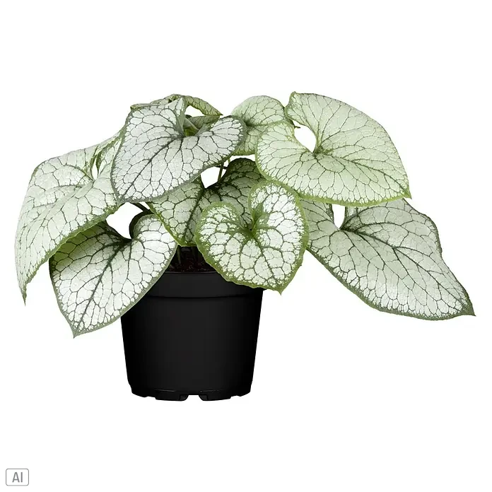Piardino Pflanzen-Mix Silber-Sortiment - Herbstschönheiten, Topfgröße: 12 cm - Topfpflanze mit markanten silbergrau panaschierten, herzförmigen Blättern in einem schwarzen Topf.