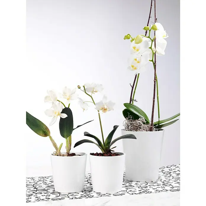 Soendgen Keramik Orchideentopf Merina - Außenmaß (Ø x H): 13 x 15 cm, Keramik, Weiß, Glänzend - Drei weiße Orchideen in passenden weißen Übertöpfen, die eine elegante und ruhige Atmosphäre für jeden Raum schaffen.