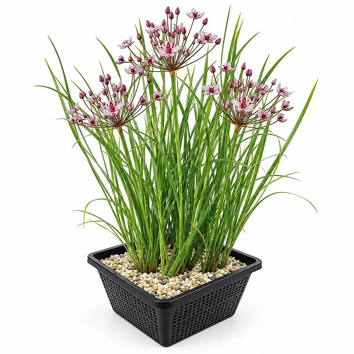 Schwanenblume Butomus Umbellatus Teich - 4 Pflanzen Set mit Korb & Substrat -  - Eine Wasserpflanze mit grünen Blättern und rosa Blüten in einem schwarzen, perforierten Plastik-Wasserpflanzenkorb mit Kieselsteinen.