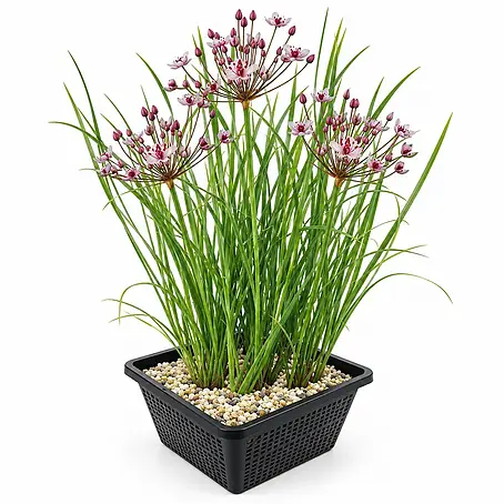 Schwanenblume Butomus Umbellatus Teich - 4 Pflanzen Set mit Korb & Substrat