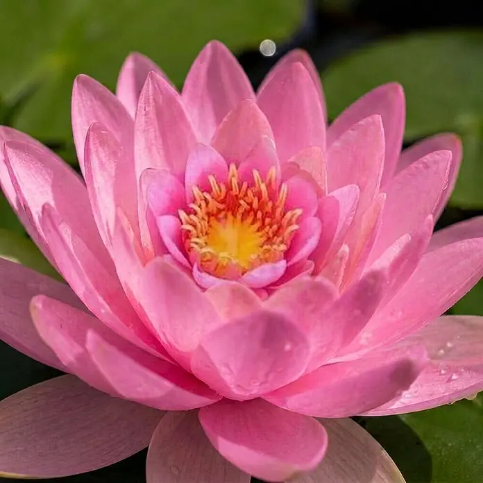 Rosa Seerose - Komplettset - inkl. Korb Substrat Kies & Nahrung -  - Nahaufnahme einer leuchtend rosa Seerose mit gelb-orangem Zentrum, die ihre zarten Blütenblätter zeigt.