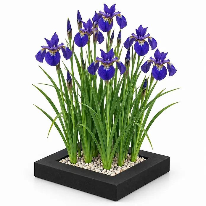 Pflanzeninsel Blaue Iris - 4 Teichpflanzen mit Zubehör - Iris kaempferi -  - Lebhafte violette Irisblüten und grünes Laub in einem schwarzen quadratischen Pflanzgefäß mit dekorativen weißen und grauen Kieselsteinen.