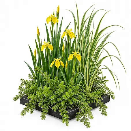 Vdvelde  Wasserpflanzen-Mix