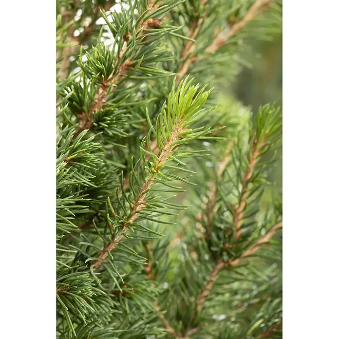 Piardino Zuckerhutfichte getopft - 70 cm - 80 cm, Picea glauca Conica, Topfgröße: 8 l - Nahaufnahme von grünen Kiefernzweigen mit leuchtend hellgrünem Neuaustrieb.