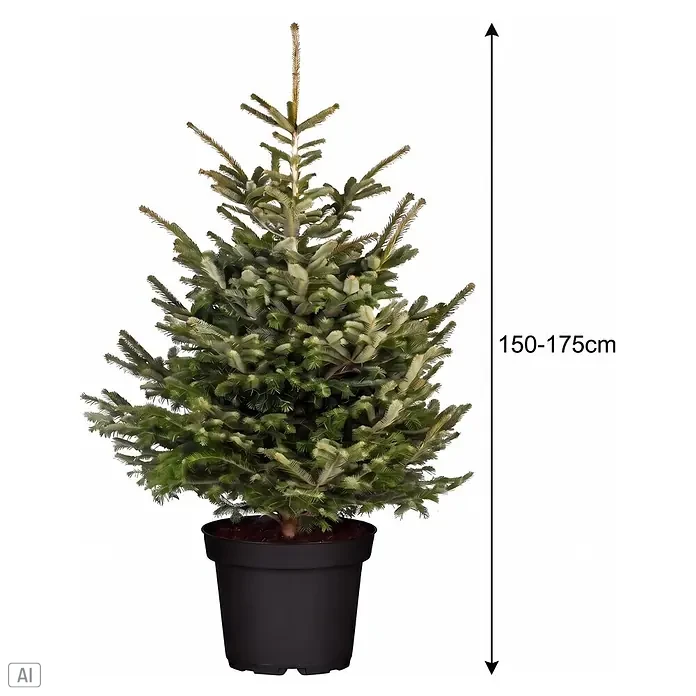 Piardino Nordmanntanne getopft - 150 cm - 175 cm, Abies nordmanniana, Topfgewachsen - Topf-Weihnachtsbaum, 150-175cm hoch, mit grünen Nadeln und schwarzem Topf.