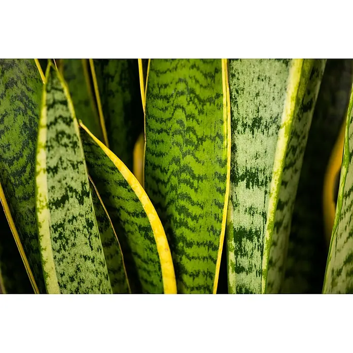 Piardino Bogenhanf - Sansevieria trifasciata, Topfgröße: 17 cm, Gelb-Grün - Nahaufnahme von lebhaften grünen Sansevieria-Blättern mit gelben Rändern und dunkelgrünen Mustern.