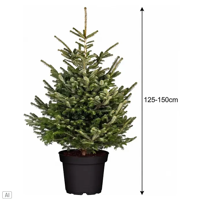 Piardino Nordmanntanne getopft - 125 cm - 150 cm, Abies nordmanniana, Topfgewachsen - Grüner Nadelbaum im Topf, 125-150 cm hoch, mit schwarzem Topf.