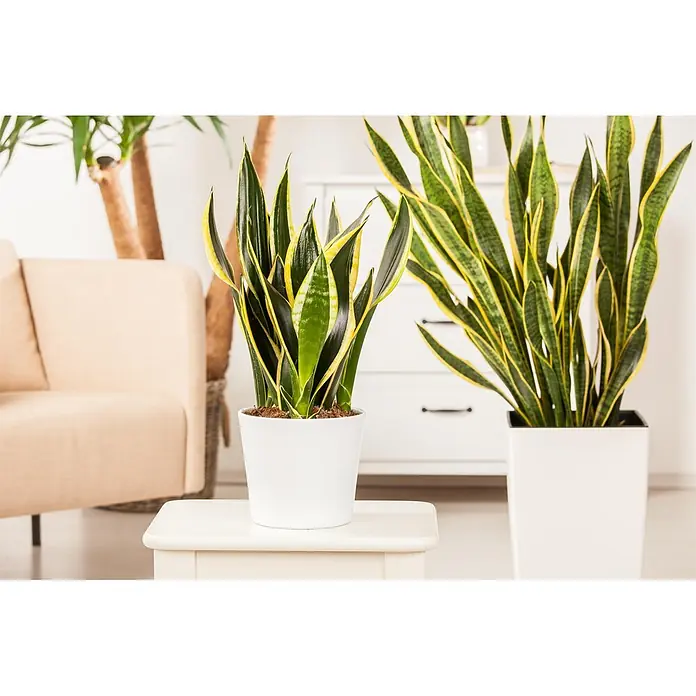 Piardino Bogenhanf - Sansevieria trifasciata, Topfgröße: 17 cm, Gelb-Grün - Zwei getopfte Schlangenpflanzen mit grün-gelb panaschierten Blättern, eine auf einem kleinen weißen Tisch und eine größere auf dem Boden, in einem hellen Raum.