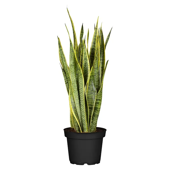 Piardino Bogenhanf - Sansevieria trifasciata, Topfgröße: 17 cm, Gelb-Grün - Buntblättrige Sansevieria mit grünen und gelben schwertförmigen Blättern in einem schwarzen Rundtopf.