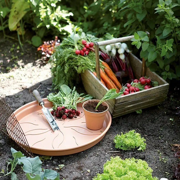 Elho Green Basics Plato redondo para maceta - Dimensiones externas (Ø x Al): 34 x 5 cm, Plástico, Tono rojo - Escena de jardín con verduras frescas y herramientas de jardinería. Una caja de madera rústica y bandeja de plantación muestran la cosecha.