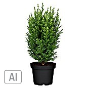 Koniferen Mix 13  i.S. gem.
