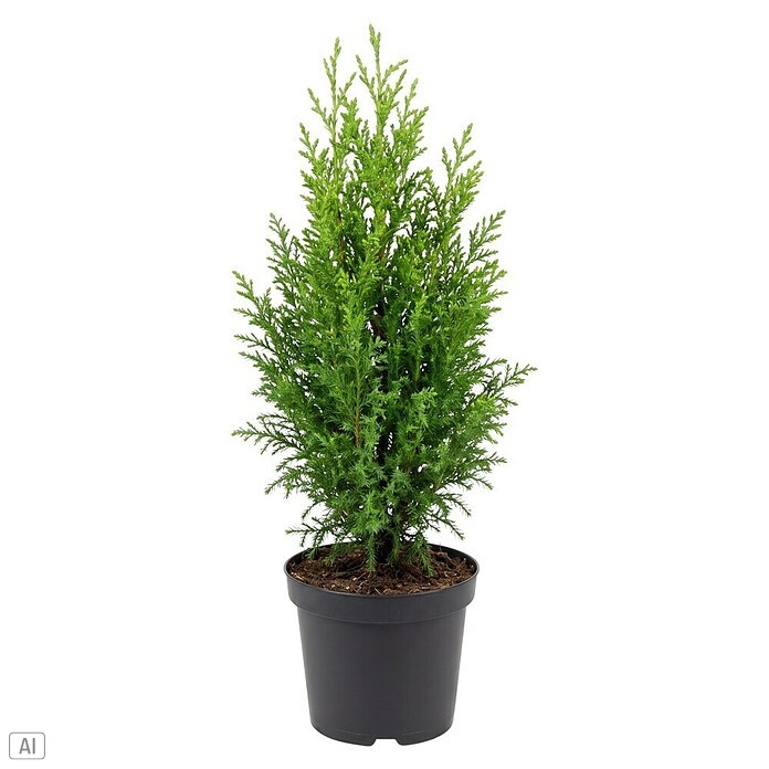 Topf - Scheinzypresse (Chamaecyparis lawsoniana 'Snow White', Topfgröße: 9 cm) | BAUHAUS