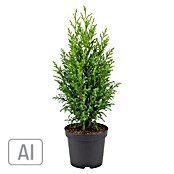 Topf - Scheinzypresse (Chamaecyparis lawsoniana 'Snow White', Topfgröße: 9 cm) | BAUHAUS