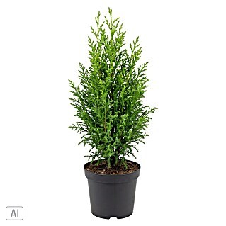Topf - Scheinzypresse (Chamaecyparis lawsoniana 'Snow White', Topfgröße: 9 cm)