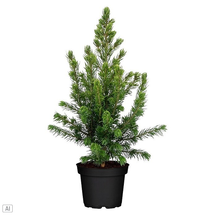 Piardino Zuckerhut-Fichte (Picea glauca conica 'Rainbows End', Topfvolumen: 9 l) | BAUHAUS
