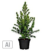 Piardino Zuckerhut-Fichte (Picea glauca conica 'Rainbows End', Topfvolumen: 9 l) | BAUHAUS