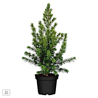 Piardino Zuckerhut-Fichte (Picea glauca conica 'Rainbows End', Topfvolumen: 9 l)