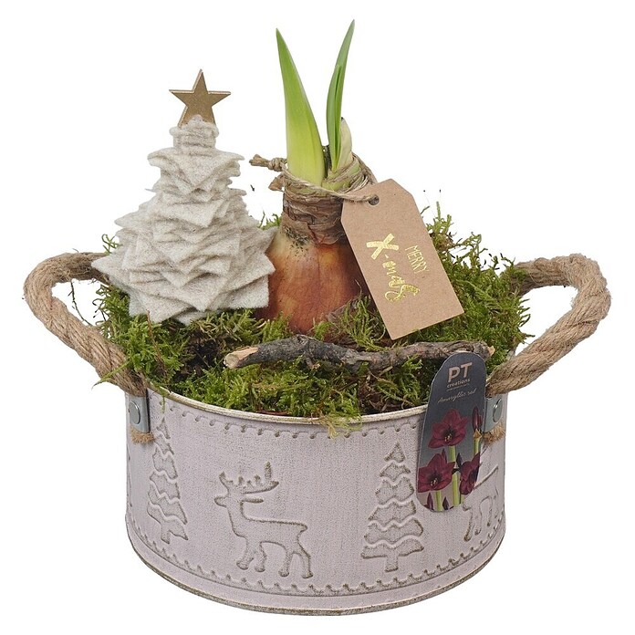 Adventsarrangement Winter Nr. 3 (Durchmesser: 16 cm) | BAUHAUS
