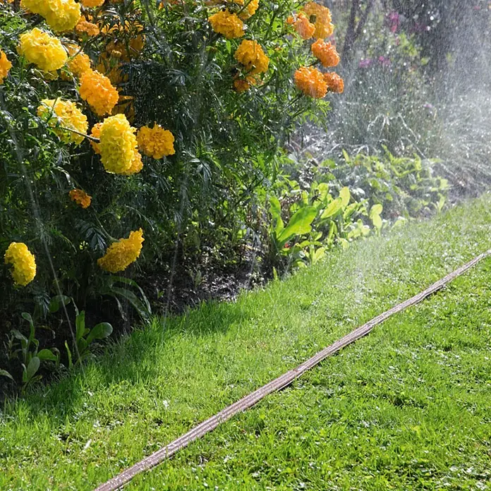 Gardena Schlauchregner - Braun, 15 m - Ein Bewässerungsschlauch liegt im Gras, umgeben von blühenden Ringelblumen. Er sorgt für die ideale Gartenbewässerung.