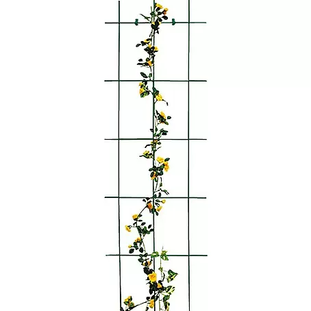 Bellissa  Wandspalier