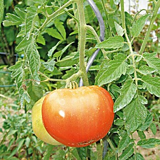 Bellissa Tomatenspirale (Durchmesser: 8 mm, Silber)