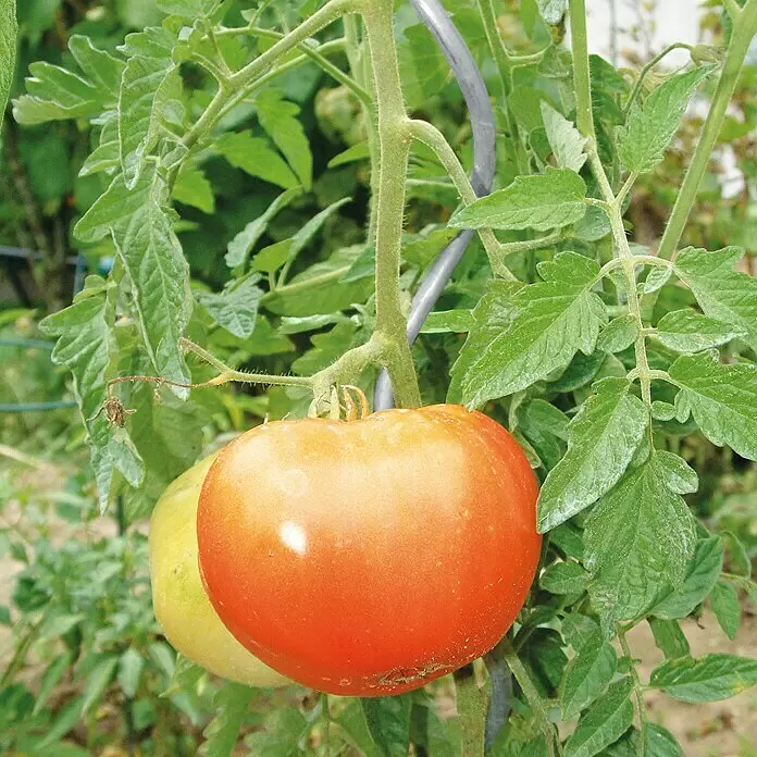 Bellissa Tomatenspirale - Ø x L: 0,7 x 150 cm, Stahl, Silber - Stimmungsaufnahme