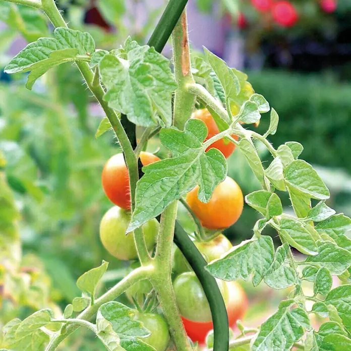 Bellissa Tomatenspirale - Ø x L: 0,8 x 170 cm, Stahl, Grün - Nahaufnahme einer Tomatenpflanze mit grünen Blättern und reifenden roten und gelben Tomaten.